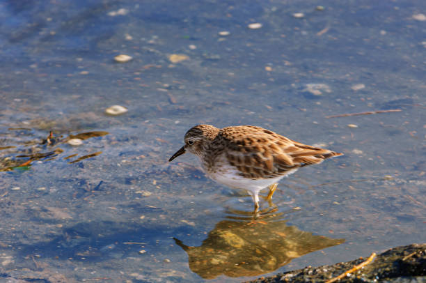 Close-up of Least Sandpiper (Calidris minutilla) foraging in a saltwater slough.Taken in Moss Landing, California, USA.