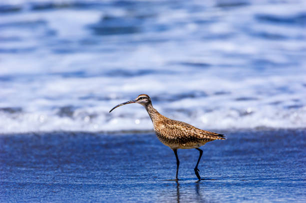 istock Long-billed Curlew on Ocean Beach 2163519778