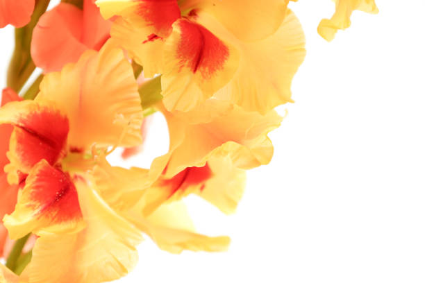 Macro view of pale pinkish-white gladiolus petals growing in garden, isolated against blurred gray-white background.