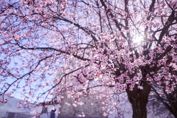 Cherry blossom tree in full bloom with pink flowers and sunlight filtering through. Captures the beauty and serenity of springtime.