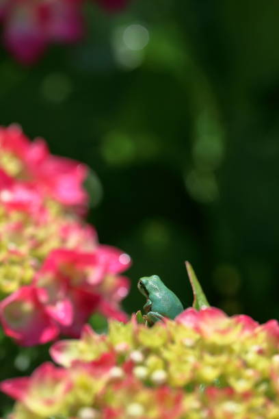 The European tree frog (Hyla arborea) is a small tree frog. As traditionally defined, it was found throughout much of Europe, Asia and northern Africa, but based on molecular genetic and other data several populations formerly included in it are now recognized as separate species (for example, H. intermedia of Italy and nearby, H. molleri of the Iberian Peninsula, H. meridionalis of parts of southwestern Europe and northern Africa, and H. orientalis of parts of Eastern Europe, Turkey and the Black Sea and Caspian Sea regions), limiting the true European tree frog to Europe from France to Poland and Greece (source Wikipedia).Most of the common tree frog populations in the Netherlands occur on sandy soils in the southern and eastern part of the country, except for one population in the province of Zeeland.The common tree frog is listed on the Red List as threatened. It is strictly protected under Dutch legislation, the Bern Convention and the Habitats Directive!The largest population are present in the Achterhoek, where this Picture is taken.
