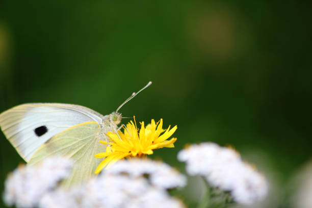 Small White, Pieris rapae on a yellow flower