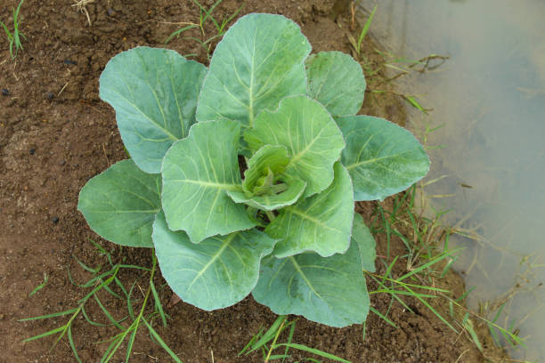 istock cabbage plants on the plantation.  cabbage garden 2163521506