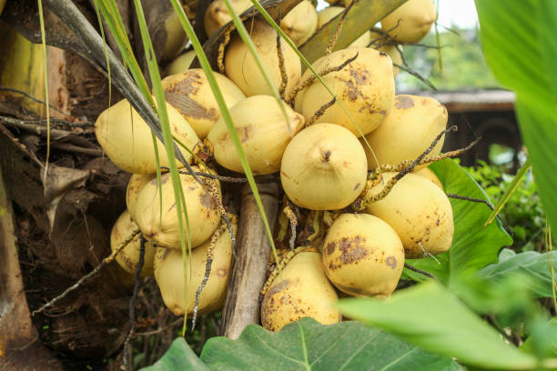 istock Yellow coconuts bear heavy fruit on trees.  coconut.  Cocos nucifera 2163522428
