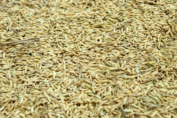 istock raw yellow rice texture.  yellow rice background 2163522483