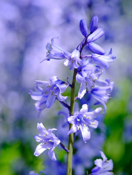 Bluebell - Scilla siberica, blue flowers in late spring