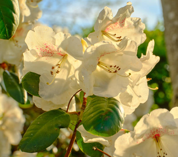 istock Rhododendron in my garden 2163524483