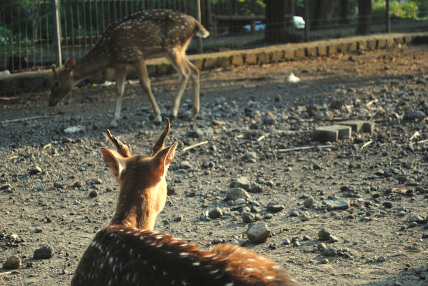Deer in wildlife park.