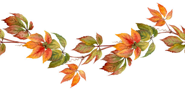 istock Autumn curve seamless border with watercolor texture Virginia creeper liana. Hand drawn floral arrangement with realistic fall foliage. Perfect for botanical endless card template and frame designs. 2163526758