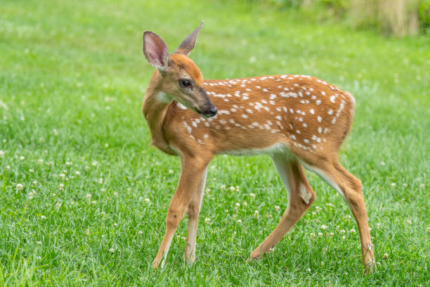 istock White-tailed Deer Fawn in Meadow 2163527778