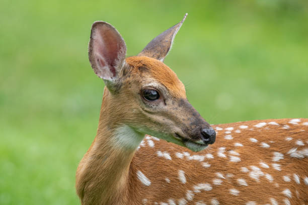 Close-up of white-tailed deer in summer meadow