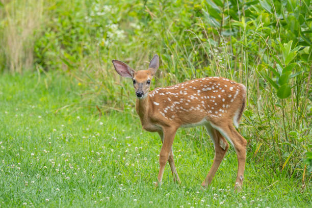 istock White-tailed Deer Fawn in Meadow 2163527784