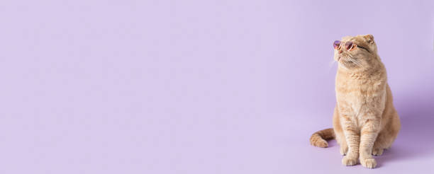 Online courses, remote distant education, optics store, vacation, pet store banner concept. Funny cat wearing trendy sunglasses on a violet background and looking at copy space. Trendy sale web line. Online courses, remote distant education, optics store, vacation, pet store banner concept. Funny cat wearing trendy sunglasses on violet background and looking at copy space. Trendy sale web line. cat-glasses stock pictures, royalty-free photos & images