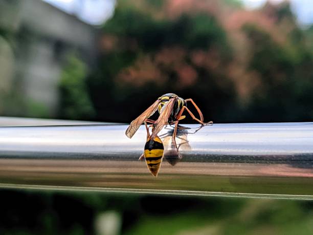 istock captive attached to shiny and beautiful iron 2163533548