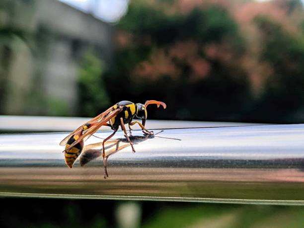 istock captive attached to shiny and beautiful iron 2163533551