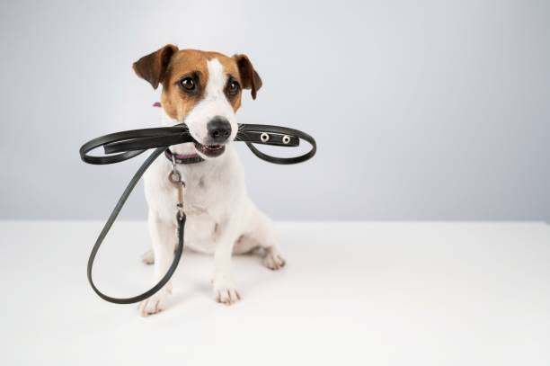 istock Jack russell terrier dog holding a leash on a white background. 2163537264