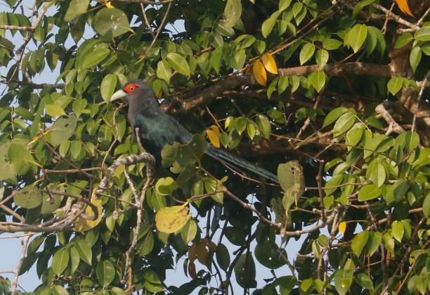 istock Chestnut-bellied malkoha (Phaenicophaeus sumatranus) in Indonesia 2163538173