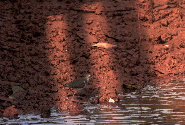 Common sandpiper (Actitis hypoleucos) in Indonesia