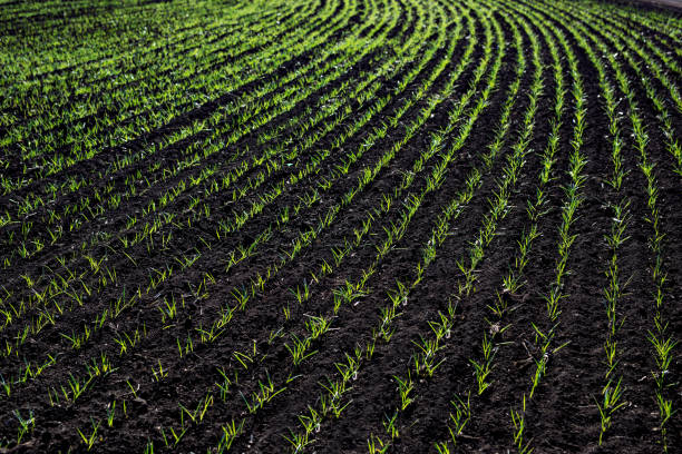 Rows of sprouted corn in an agricultural field - Buenos Aires - Argentina
