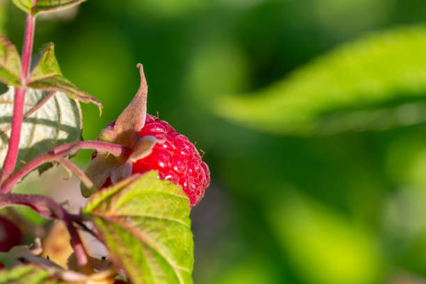 Under the sun's rays, ripe raspberries shine on the bush, surrounded by rich green leaves and creating delicate shadows on the bright foliage