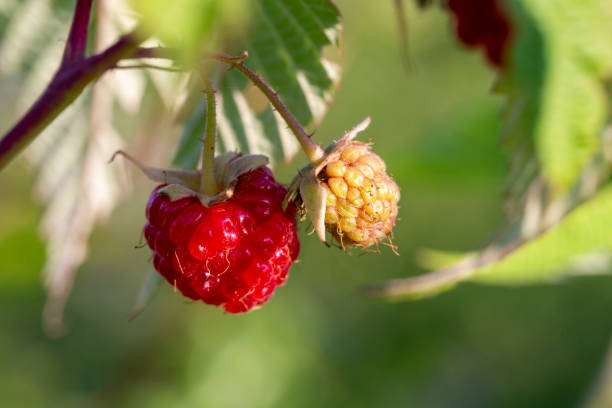Glistening ripe raspberries hang on the bush under the sun, surrounded by vibrant green leaves and casting gentle shadows on the illuminated foliage