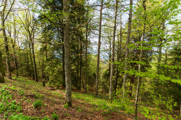 Lush Green Forest in Schauinslandbahn Germany