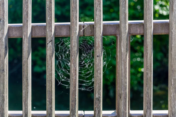 Intricate Spider Web on Wooden Fence