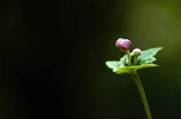 istock Purple flower highlighted by sun rays 2163539030