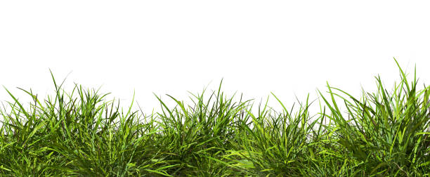 istock Grass field row lush close up cut out white backgrounds 3d render 2163539199