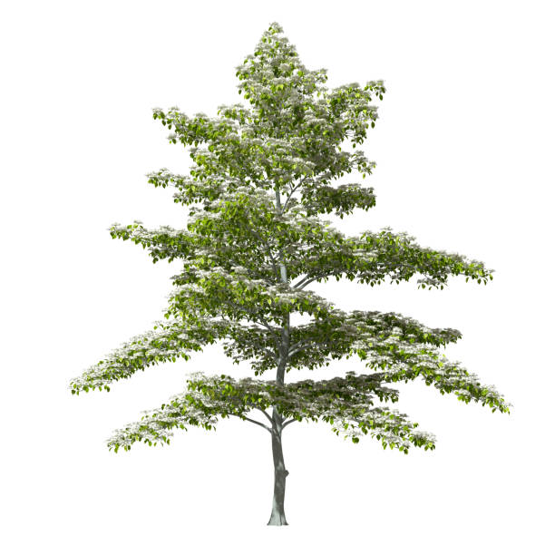istock Trees blossoms environmental realistic isolated whte backgrounds 3d rendering illustration 2163539207