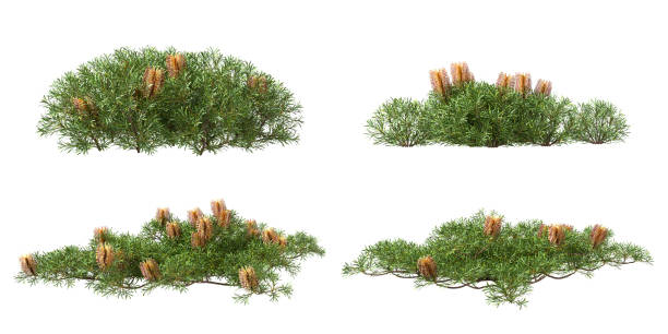 Cutout tropic grass meadow flowery isolated on white backgrounds 3d rendering