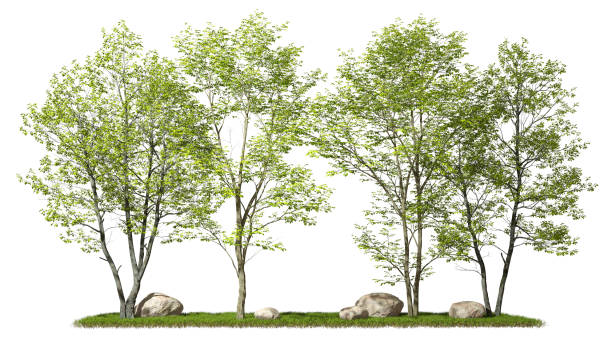istock Forest trees layout design conposition on grassy white backgrounds 3d illustration 2163539211