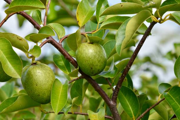pond apple in the swamp
