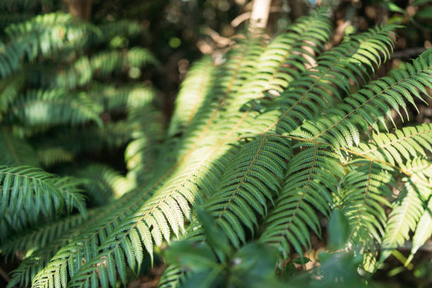A close-up shot of lush green fern leaves bathed in dappled sunlight, showcasing their intricate patterns and vibrant color.