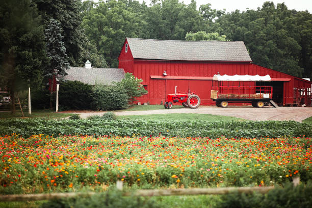 Pennsylvania, USA July 25, 2024: A vibrant red barn stands on a lush green farm, with a red tractor and cart nearby. The foreground is filled with blooming flowers, adding a touch of color to the idyllic rural scene.
