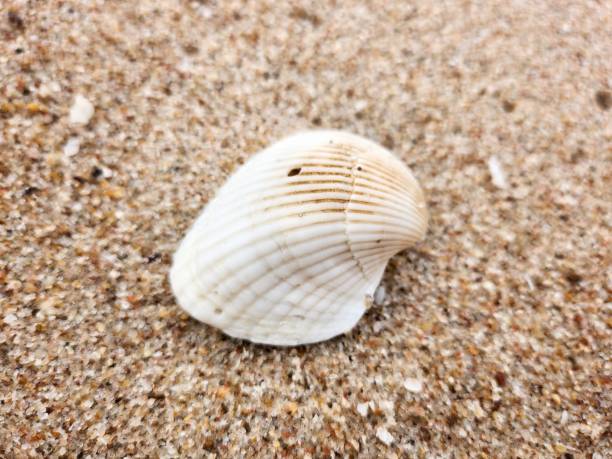 istock Sea shell on the beach Thailand background or texture 2163542022