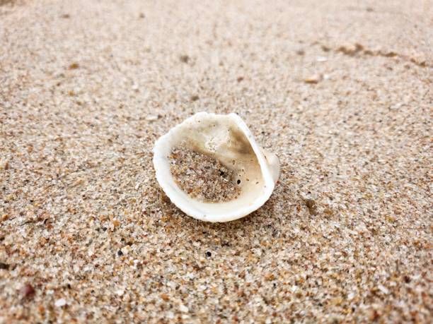 istock Sea shell on the beach Thailand background or texture 2163542035