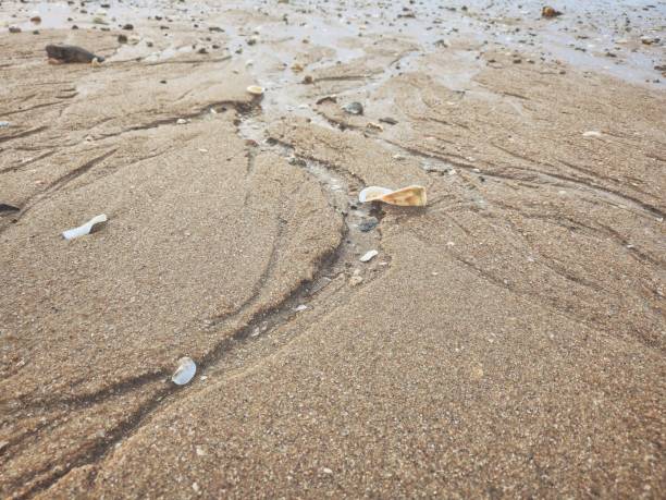 Sea shell on the beach Thailand background or texture
