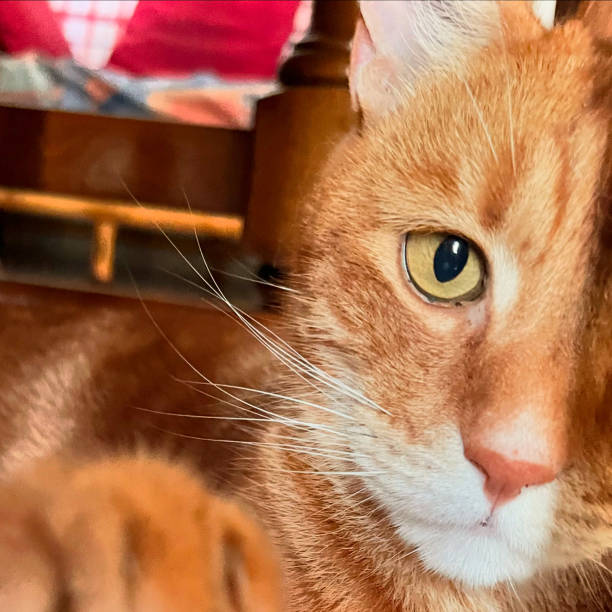 istock Jack my beautiful red cat 2163542441