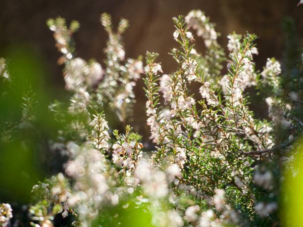 Horizontal extreme closeup photo of tiny spiky green leaves and small white flowers on a Heather plant growing in a garden in Winter. Uralla, NSW.