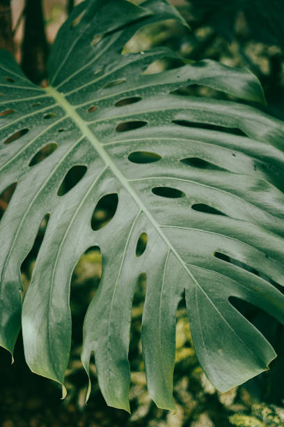 istock Close-up monstera leaves 2163544051