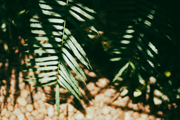 Close-up leaves Plants, Nature background