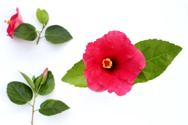 istock Hibiscus flower with green leaves 2163545323
