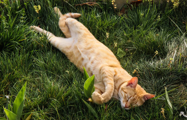 istock red cat rests on the green grass 2163546066