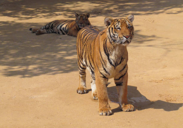 Female Siberian Tiger (Panthera tigris altaica) with cub in winter. Mom is the best! Look how she loves her little one.