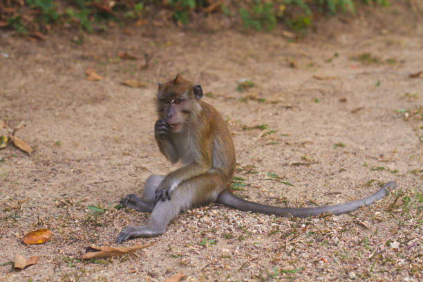 Wild monkey is running in old temple.\nBatu caves - Kuala Lumpur.