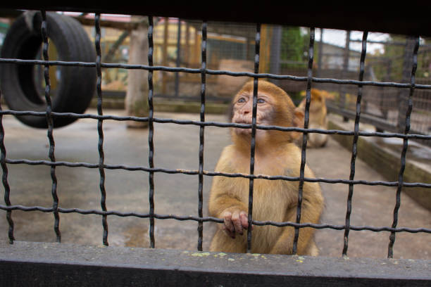 istock beautiful little monkey in the zoo in a cage 2163546144