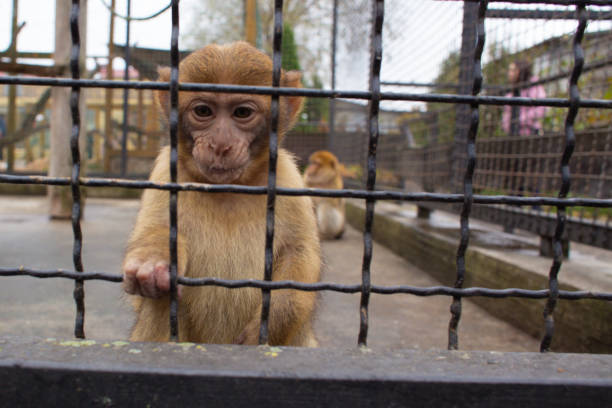 istock beautiful little monkey in the zoo in a cage 2163546150