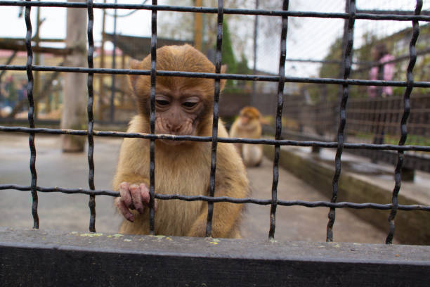 istock beautiful little monkey in the zoo in a cage 2163546217