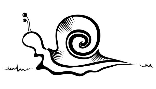 Illustration of slug created in sketch style